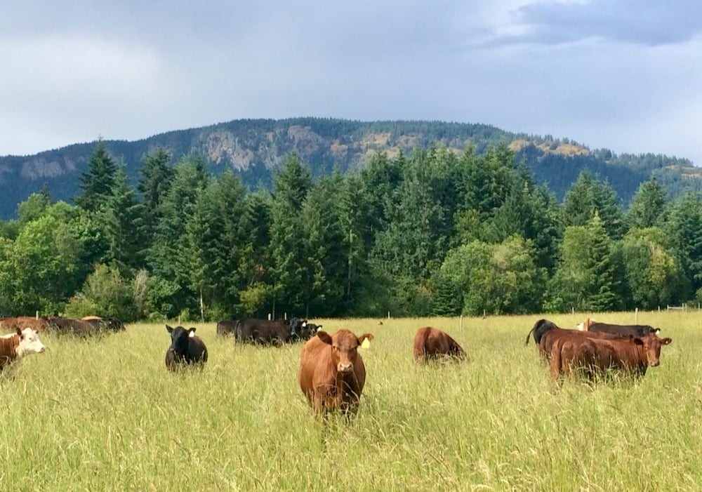 Land Claim Fears Take Hold In British Columbia’s Cattle Country