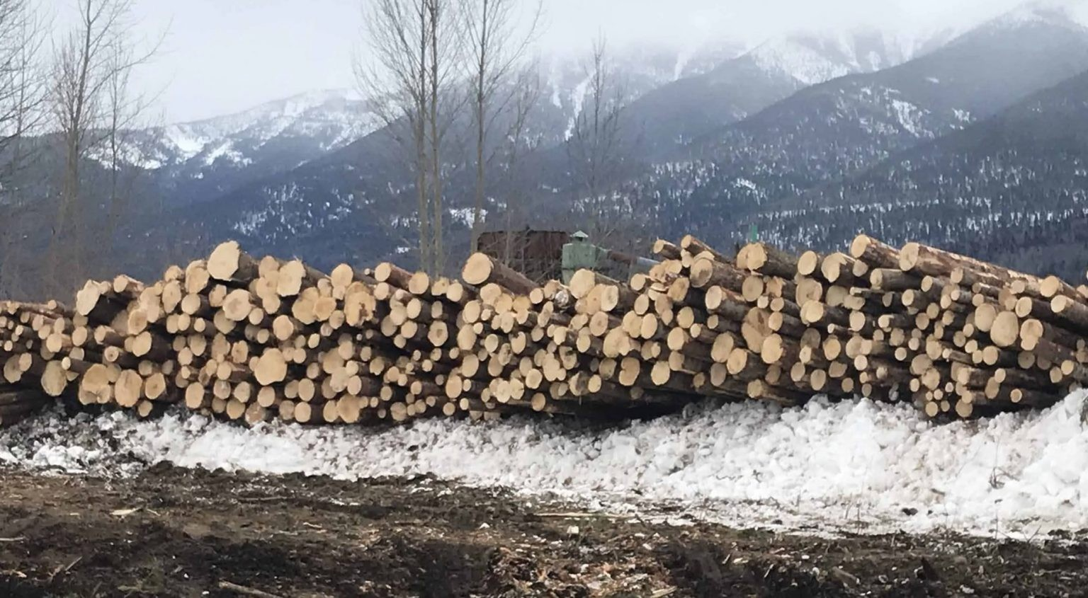 Report Recommends Removing Government From Forestry Decision Making